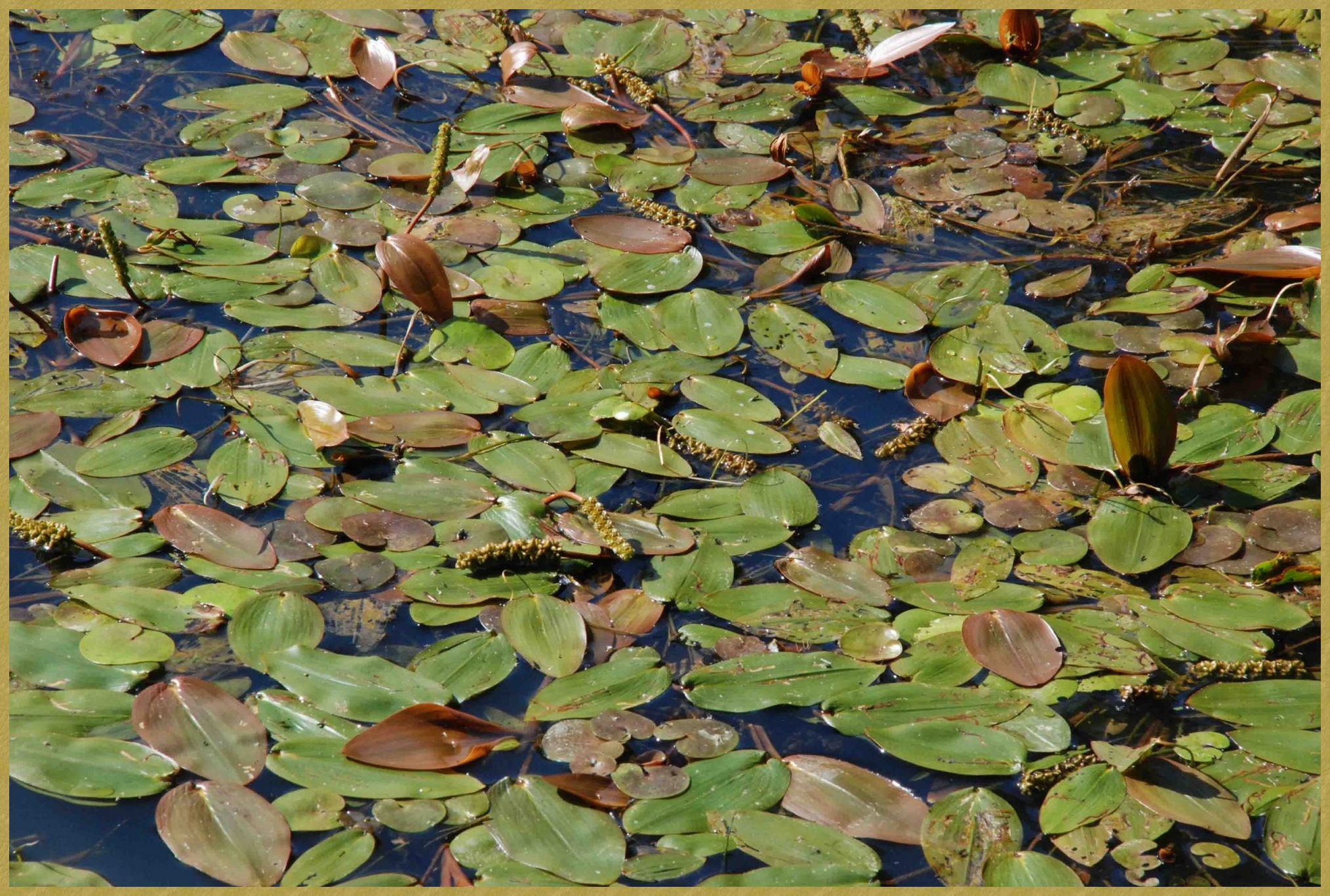 La plante Potamots - Histoire de Glénac Potamots