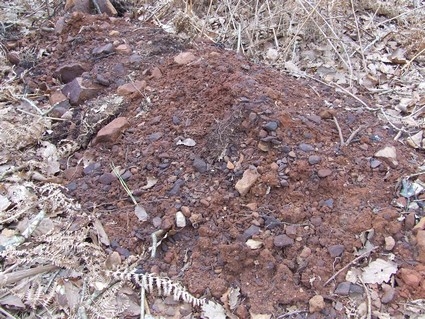 Cailloux des Taillis - Histoire de Glénac Cailloux des Taillis