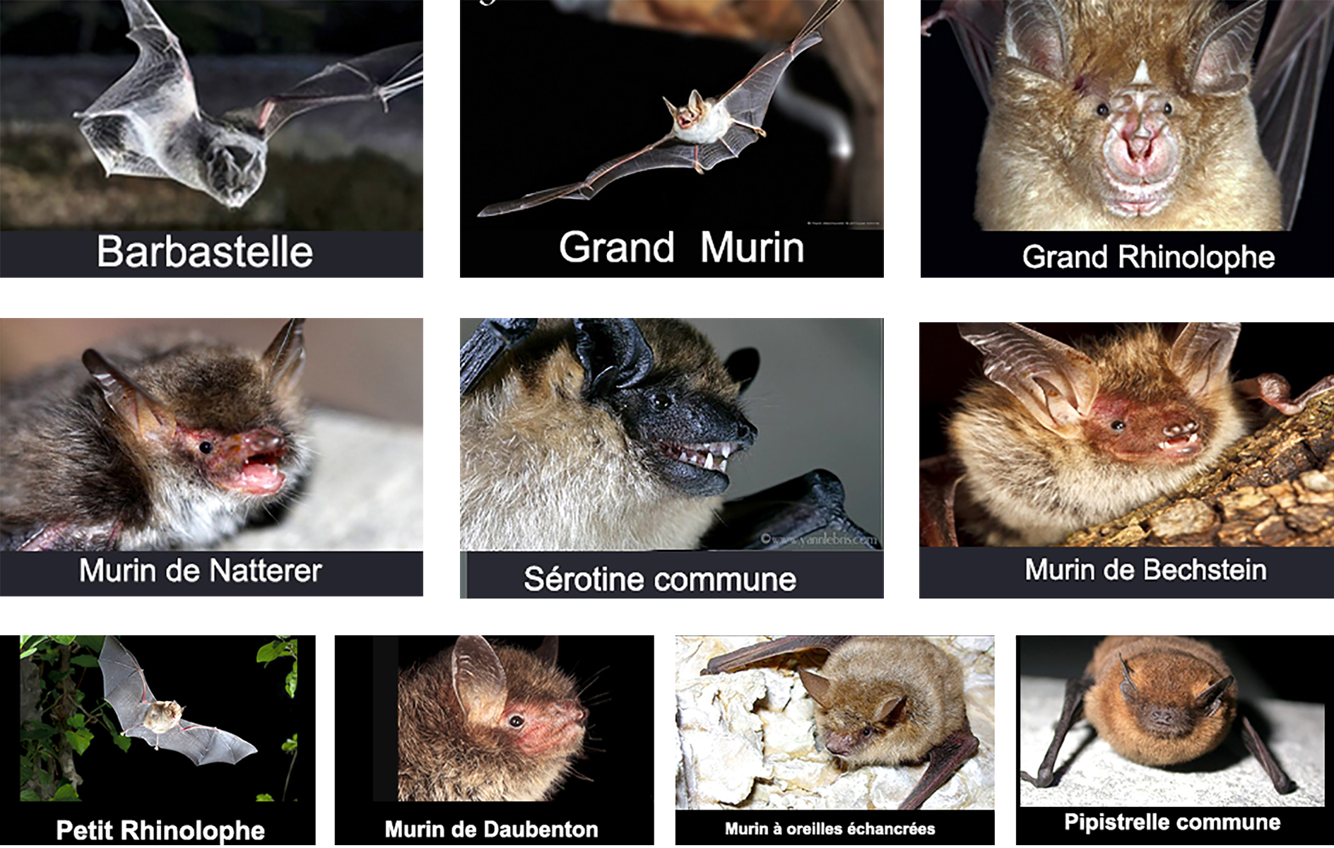 Photo des Chauves-Souris -