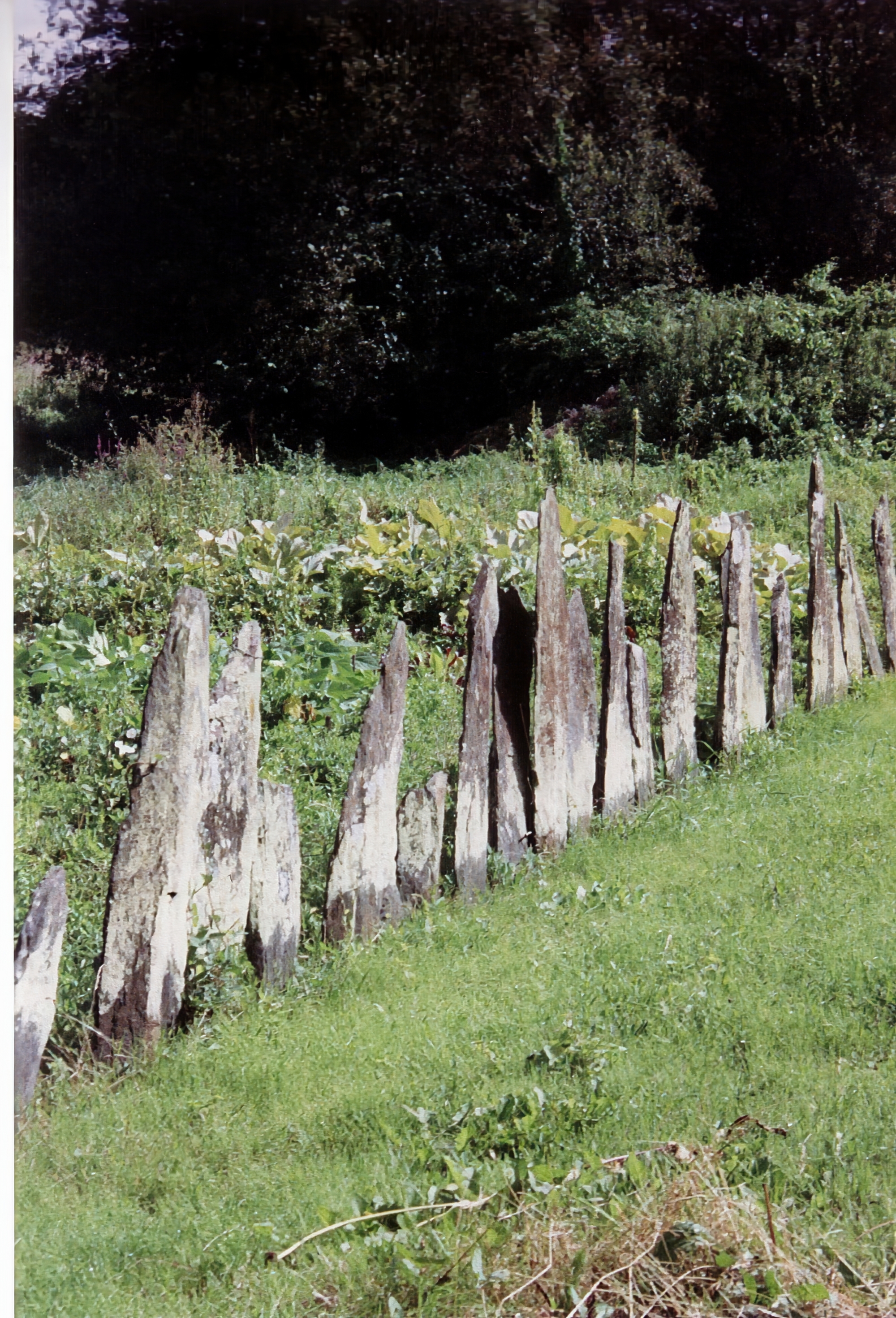 Palissade de palis - 