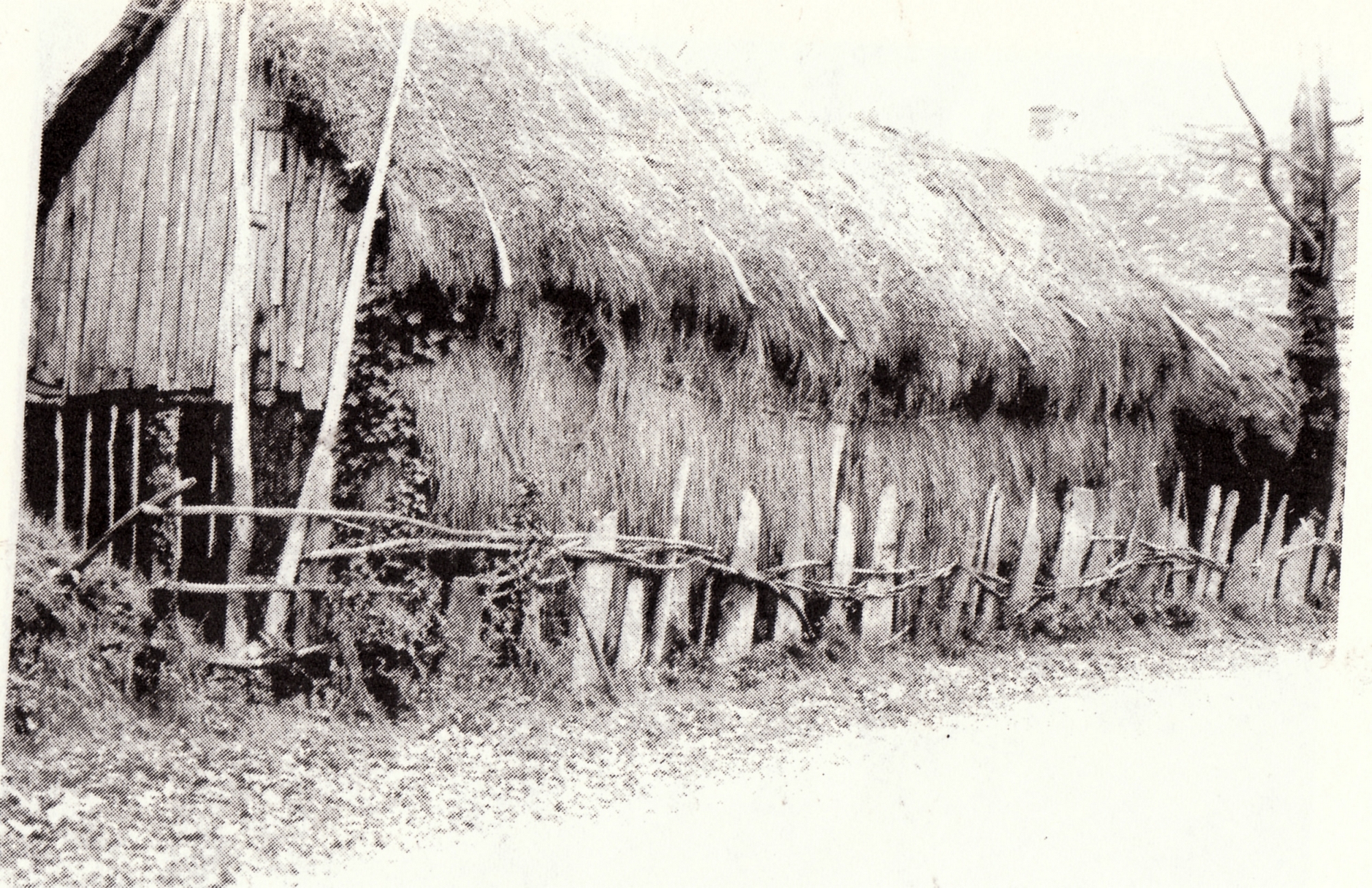 Palis plantés entre des arbres -