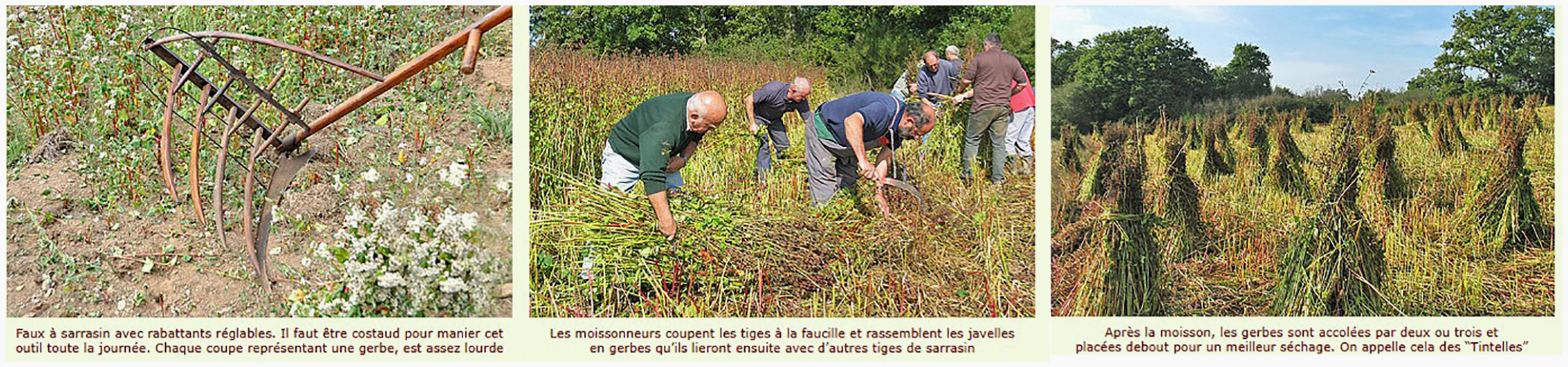 Moisson du Sarrasin 